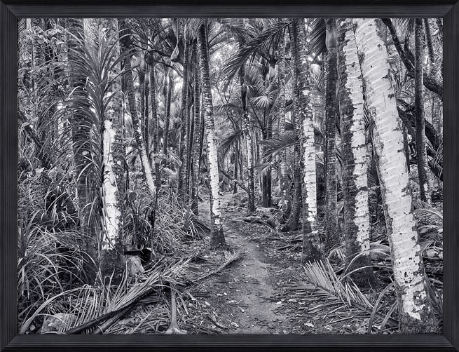 Peter Latham nz fine art photography, shades of silver, Heaphy Track